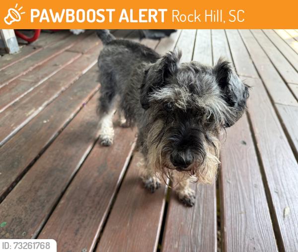 Found/Stray Male Dog last seen Twin Lakes / Mt Gallant, Rock Hill, SC 29732