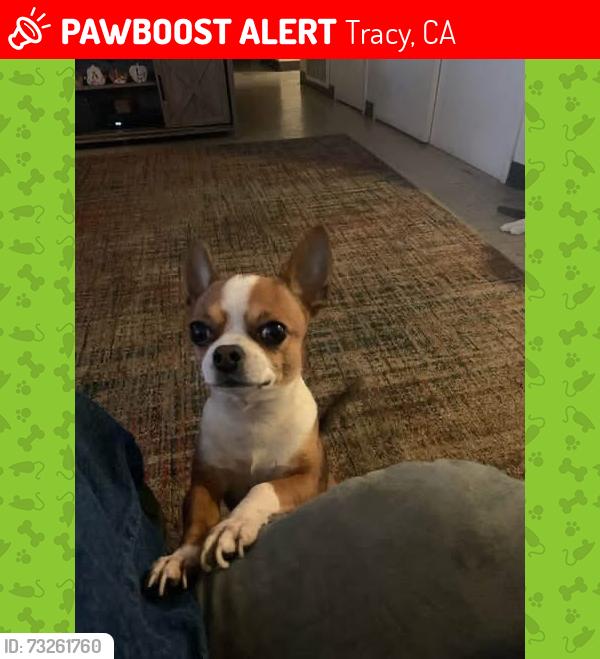 Lost Male Dog last seen Last seen at the corner of 3rd st and south central, Tracy, CA 95376
