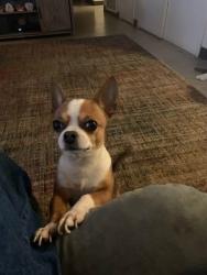 Lost Male Dog last seen Last seen at the corner of 3rd st and south central, Tracy, CA 95376