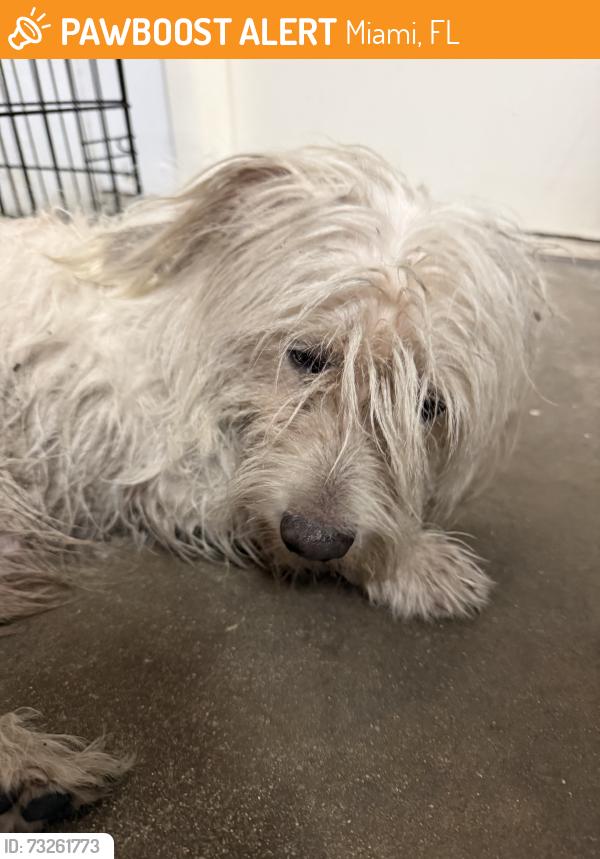 Found/Stray Male Dog last seen Near lejeune and 46th st, Miami, FL 33142