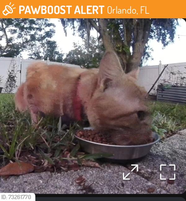 Found/Stray Unknown Cat last seen Whisper Lakes Boulevard, Orlando, FL 32837