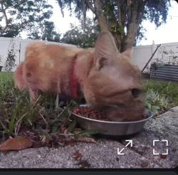 Found/Stray Unknown Cat last seen Whisper Lakes Boulevard, Orlando, FL 32837