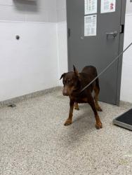 Shelter Stray Female Dog last seen Near Starling Ave, County/Unicorporated, NC, 1491 Business Park Ct, Gastonia, NC 28052, USA