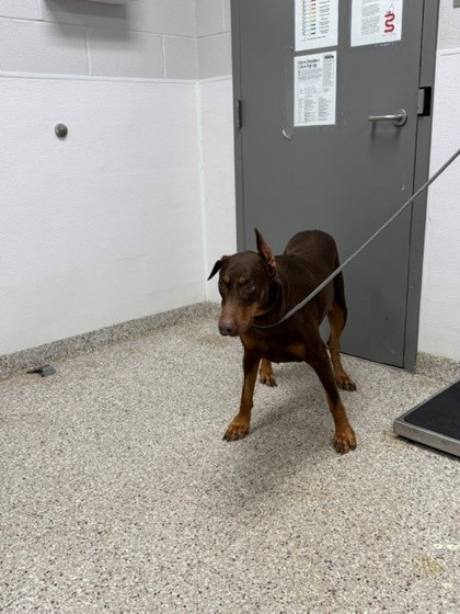 Shelter Stray Female Dog last seen Near Starling Ave, County/Unicorporated, NC, 1491 Business Park Ct, Gastonia, NC 28052, USA