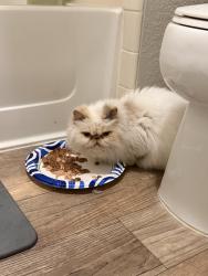 Found/Stray Unknown Cat last seen UC davis medical center, Sacramento, CA 95817