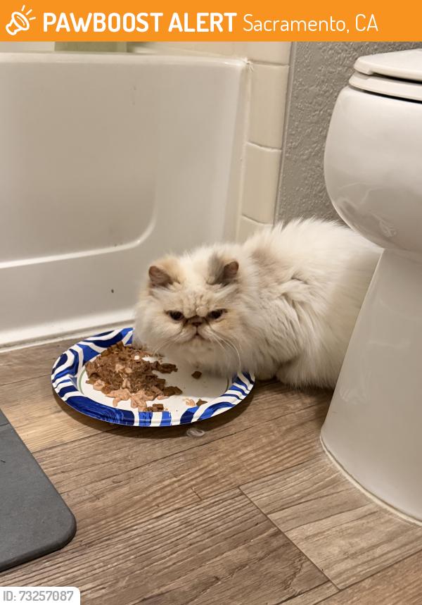 Found/Stray Unknown Cat last seen UC davis medical center, Sacramento, CA 95817