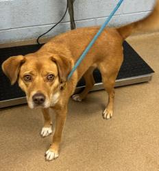 Shelter Stray Female Dog last seen Near Indian Lakes Circle, 30083, GA, 3280 Chamblee Dunwoody Rd, Chamblee, GA 30341, USA