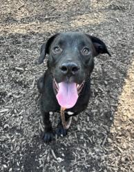 Shelter Stray Male Dog last seen Near KLONDIKE ROAD Lithonia, 30038, 30038, GA, 3280 Chamblee Dunwoody Rd, Chamblee, GA 30341, USA