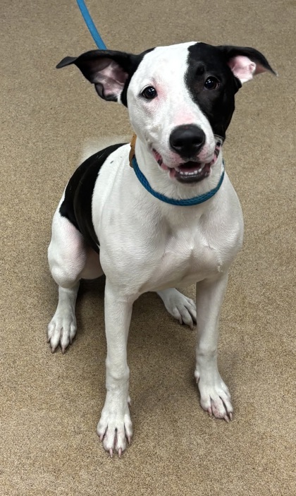 Shelter Stray Female Dog last seen Fellowship Rd and Idlewood rd, Tucker, GA 30084, 30084, GA, 3280 Chamblee Dunwoody Rd, Chamblee, GA 30341, USA