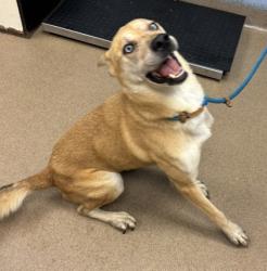 Shelter Stray Male Dog last seen Near Gresham Rd S E Atlanta, 30316, 30316, GA, 3280 Chamblee Dunwoody Rd, Chamblee, GA 30341, USA