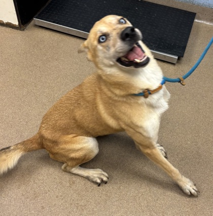 Shelter Stray Male Dog last seen Near Gresham Rd S E Atlanta, 30316, 30316, GA, 3280 Chamblee Dunwoody Rd, Chamblee, GA 30341, USA