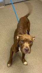 Shelter Stray Male Dog last seen Near Gresham Rd S E Atlanta, 30316, 30316, GA, 3280 Chamblee Dunwoody Rd, Chamblee, GA 30341, USA