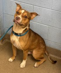 Shelter Stray Male Dog last seen Whites Ridge and Whites Mill Road, 30034, GA, 3280 Chamblee Dunwoody Rd, Chamblee, GA 30341, USA