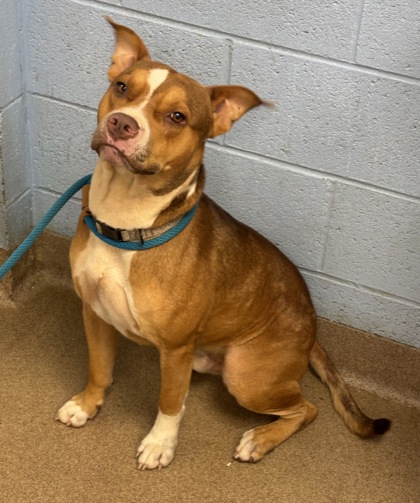 Shelter Stray Male Dog last seen Whites Ridge and Whites Mill Road, 30034, GA, 3280 Chamblee Dunwoody Rd, Chamblee, GA 30341, USA