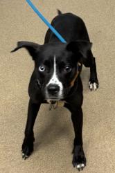 Shelter Stray Female Dog last seen Near Par Three Way, 30038, GA, 3280 Chamblee Dunwoody Rd, Chamblee, GA 30341, USA
