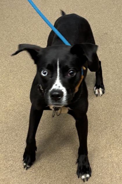 Shelter Stray Female Dog last seen Near Par Three Way, 30038, GA, 3280 Chamblee Dunwoody Rd, Chamblee, GA 30341, USA