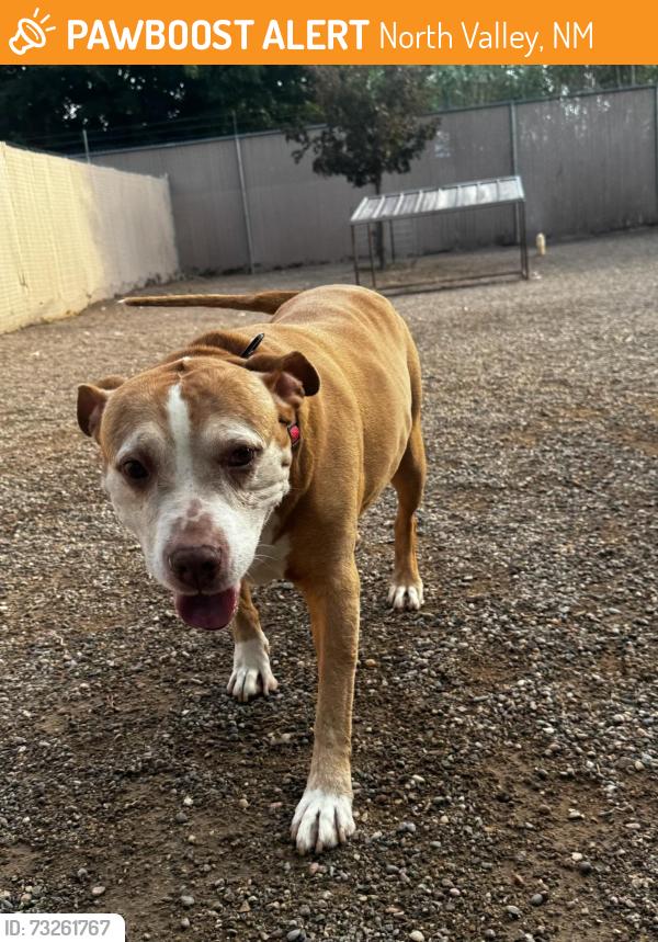 Found/Stray Female Dog last seen ABQ/Rio Rancho, North Valley, NM 87114