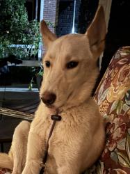Found/Stray Unknown Dog last seen Lamar, Memphis, TN 38114