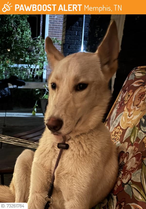 Found/Stray Unknown Dog last seen Lamar, Memphis, TN 38114