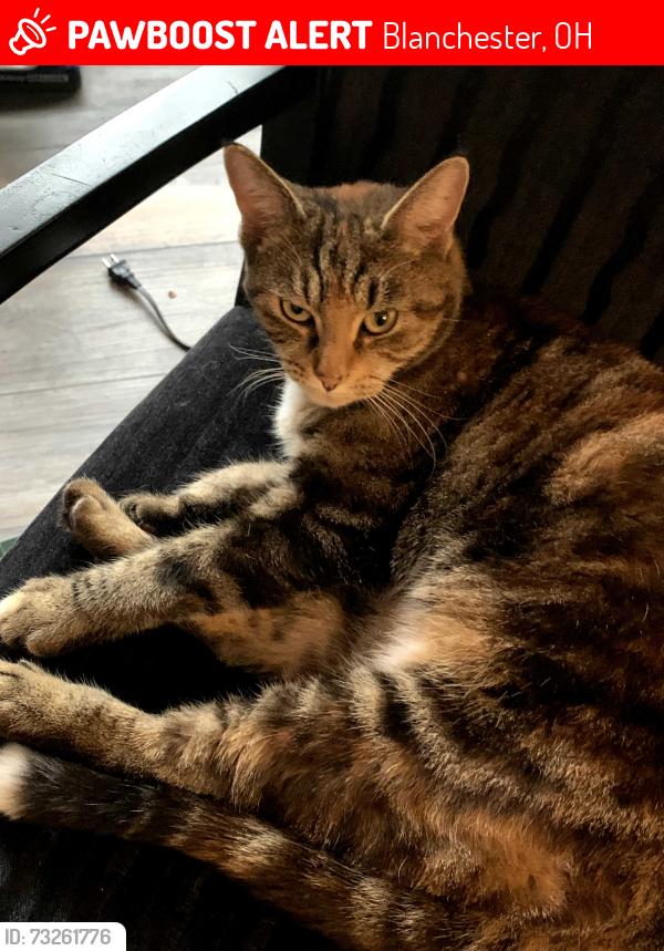 Lost Female Cat last seen Veteran park, Blanchester, OH 45107
