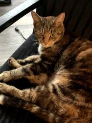Lost Female Cat last seen Veteran park, Blanchester, OH 45107
