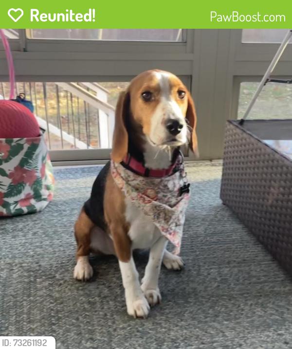 Reunited Male Dog last seen Grove Street and Belknap Rd., Framingham, MA 01701