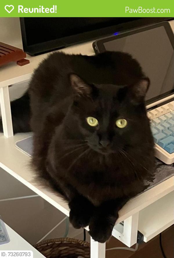 Reunited Male Cat last seen Moore Street and Halderman, Los Angeles, CA 90066