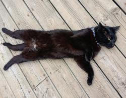 Lost Male Cat last seen pleasant avenue, Shorewood, MN 55331