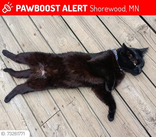 Lost Male Cat last seen pleasant avenue, Shorewood, MN 55331