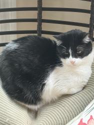 Lost Male Cat last seen Fincastle Drive, Independent Hill, VA 20112