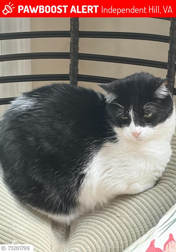 Lost Male Cat last seen Fincastle Drive, Independent Hill, VA 20112