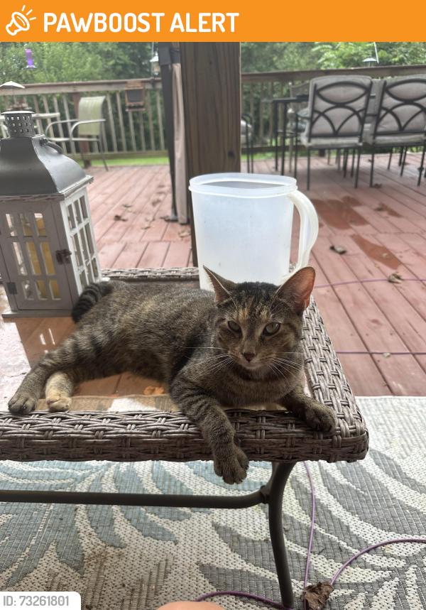 Found/Stray Unknown Cat last seen Middleboro, Harlan Township, OH 45107