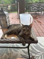 Found/Stray Unknown Cat last seen Middleboro, Harlan Township, OH 45107