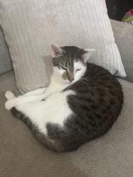 Lost Male Cat last seen Woods lane, Kelleytown woods pkwy, McDonough, GA 30252