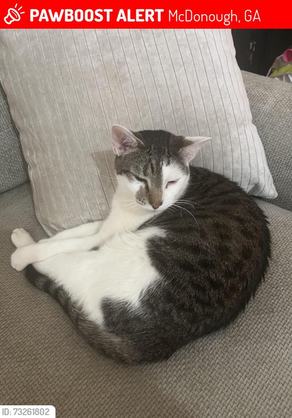 Lost Male Cat last seen Woods lane, Kelleytown woods pkwy, McDonough, GA 30252