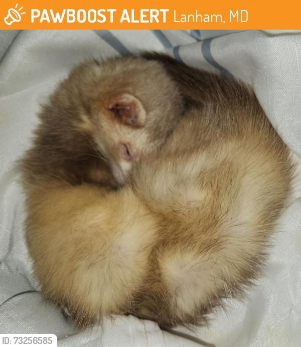 Found/Stray Male Ferret last seen Baker Ln, Lanham, MD 20706