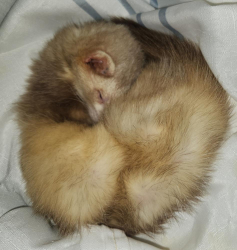 Found/Stray Male Ferret last seen Baker Ln, Lanham, MD 20706