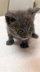 Shelter Stray Female Cat last seen Auto shop, LIVERMORE, CA, 94551, 8323 Baldwin St, Oakland, CA 94621, USA