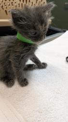 Shelter Stray Male Cat last seen Auto shop, LIVERMORE, CA, 94551, 8323 Baldwin St, Oakland, CA 94621, USA