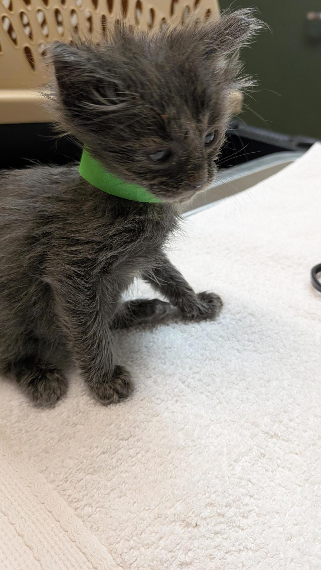 Shelter Stray Male Cat last seen Auto shop, LIVERMORE, CA, 94551, 8323 Baldwin St, Oakland, CA 94621, USA