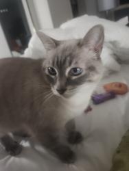 Lost Female Cat last seen Woodlawn ave, Chula Vista, CA 91910