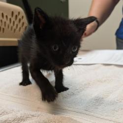 Shelter Stray Male Cat last seen Auto shop, LIVERMORE, CA, 94551, 8323 Baldwin St, Oakland, CA 94621, USA