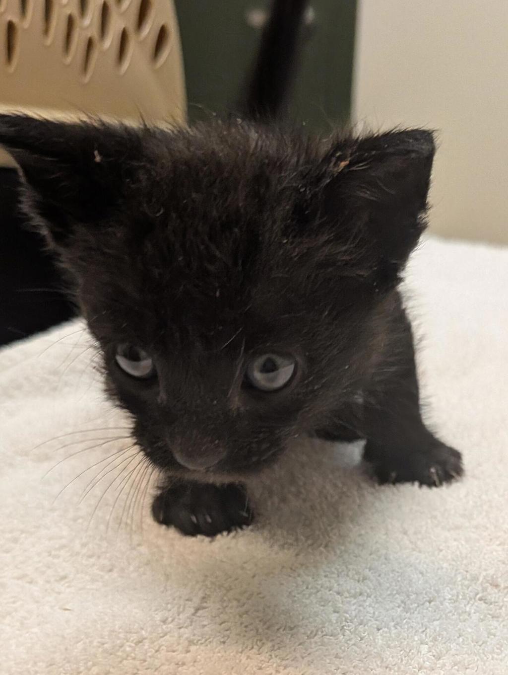 Shelter Stray Male Cat last seen Auto shop, LIVERMORE, CA, 94551, 8323 Baldwin St, Oakland, CA 94621, USA