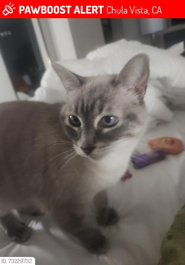 Lost Female Cat last seen Woodlawn ave, Chula Vista, CA 91910