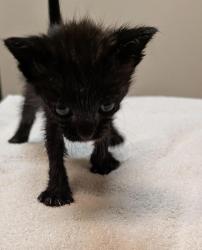 Shelter Stray Female Cat last seen Auto shop, LIVERMORE, CA, 94551, 8323 Baldwin St, Oakland, CA 94621, USA