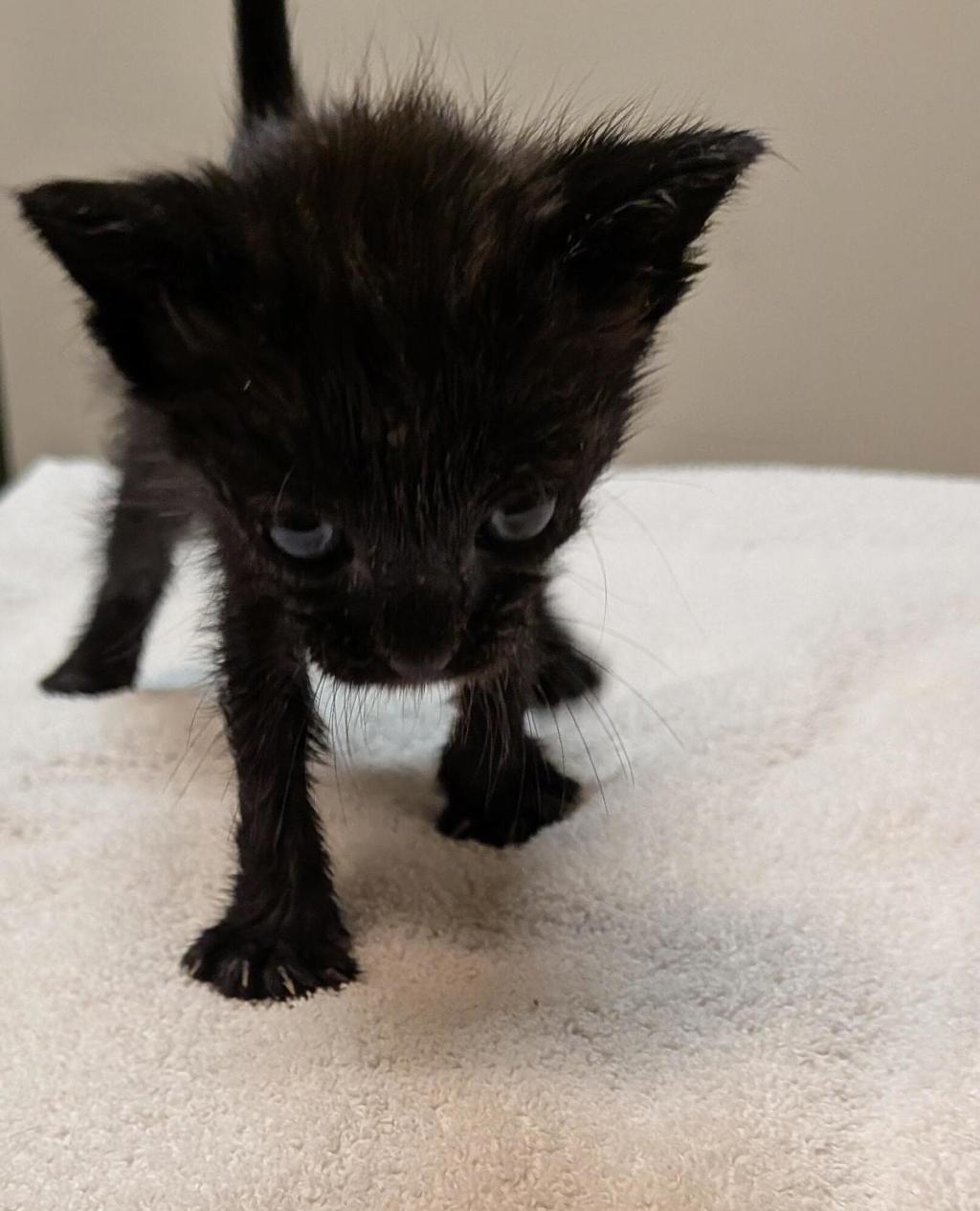 Shelter Stray Female Cat last seen Auto shop, LIVERMORE, CA, 94551, 8323 Baldwin St, Oakland, CA 94621, USA