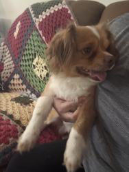 Found/Stray Male Dog last seen circle K tortugas, Las Cruces, NM 88005