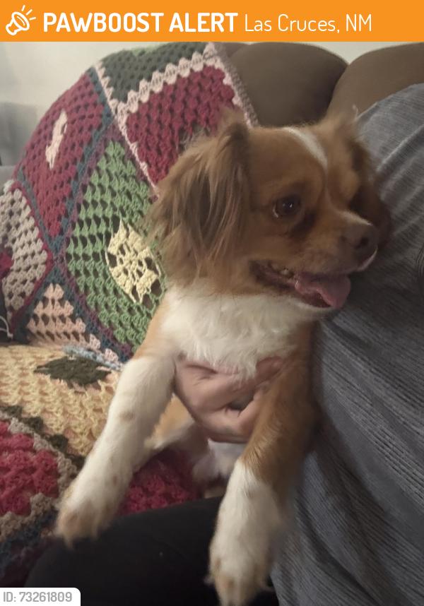 Found/Stray Male Dog last seen circle K tortugas, Las Cruces, NM 88005