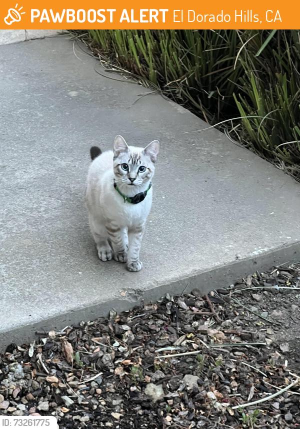 Found/Stray Unknown Cat last seen Near Valley View Parkway, El Dorado Hills, California 95762, El Dorado Hills, CA 95762