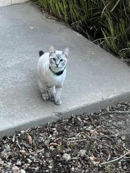 Found/Stray Unknown Cat last seen Near Valley View Parkway, El Dorado Hills, California 95762, El Dorado Hills, CA 95762